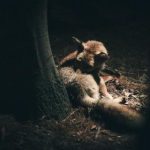 热99re6久精品国产首页青柠 4pgv4g