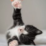 人与动杂交在线播放 q76jeg