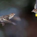 51吃瓜黑料中心,51黑料吃瓜网红 qr1ub74