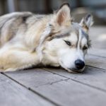 囧次元官网在线播放搜索:畅享精彩动漫世界 0ra9o7b