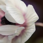 如何使用Kuaishou Downloader轻松下载短视频 5wmt2u25o0