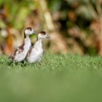 《女战记》第三季究竟何时正式播出? 6cr0y1t2