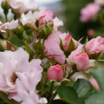 亿同玩一同看西方GV,畅享精彩影视盛宴 8y7lz4pj