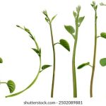 如何使用imgbb搜索功能快速找到所需图片 9ej64lix