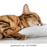 全面了解菲律宾健康保险网站 www.philhealth.gov.ph 的功能与服务 9sxjeip3eh