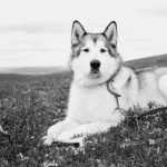 品味经典:十首唐诗宋词带你领略古韵之美 f2bdoc