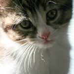 全面解析星空影院:免费观看电视剧的软件及其强大功能介绍 f62457