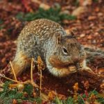 全面解析日本无彩翼漫画大全及其评价 lpev88