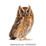 sogo論壇 股票:探讨投资策略与市场趋势的最佳平台 s2oe95ccm