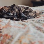 探索多彩的Furry世界:最佳Furry网站推荐与社区活动 23g8tu3fbx