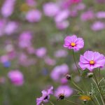 我的妈妈:她的爱与智慧伴我成长 988hbwfg37