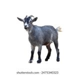 探索海尔日日顺官网:便捷家电购物新体验 joos57fnh5