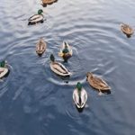 探索TikTok18:年轻人社交平台的魅力与挑战 kaixhtyqs